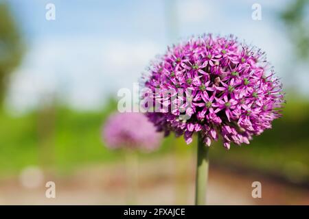 Allium Gladiator blüht im Frühlingsgarten. Lila Blüten wachsen in der Landschaft Stockfoto