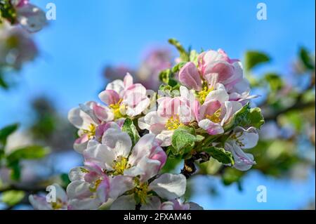apfelbaum mit rosa und weißen Blüten Stockfoto