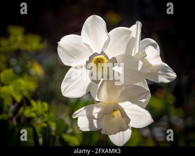Die weißen Blüten von Narcissus Tresamble, die in einem britischen Garten wachsen. Stockfoto