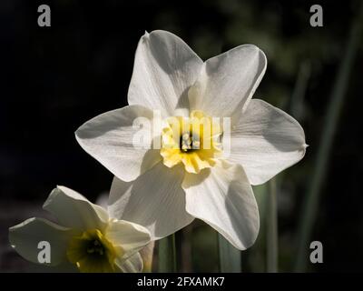 Narcissus Lieke mit ihm weiße äußere Blütenblätter und hellgelbe Trompete. Wächst in einem britischen Garten. Stockfoto
