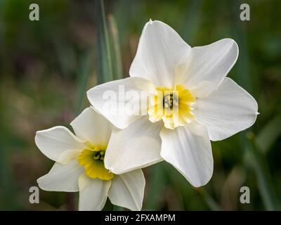 Narcissus Lieke mit ihm weiße äußere Blütenblätter und hellgelbe Trompete. Wächst in einem britischen Garten. Stockfoto
