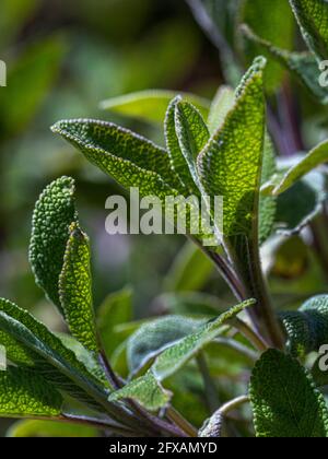 Im Garten in Großbritannien wachsende Salbeipflanze mit Hintergrundbeleuchtung. Stockfoto