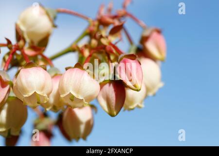 Blueberry Blumen Stockfoto