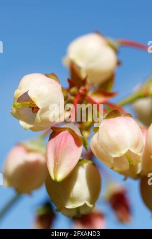 Blueberry Blumen Stockfoto