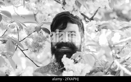 Hipster in der Nähe der Blüte der Sakura. Frühlings-Sakura blüht. Frohe Ostern. brutal reifen Hipster in Kirschblüte. Bärtiger Mann genießen Sakura Blüte Stockfoto