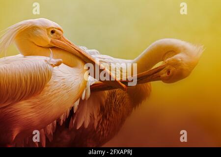 Portratit eines Pelikans, Rosy Pelican, Pelicanus onocrotalus, eine Gattung von großen Wasservögeln der Familie Pelecanidae, Kalkutta, Westbengalen, Indien Stockfoto