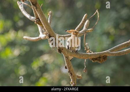 Hoepoe Bird, Upupa epops, sitzend auf einem Ast. Aufnahme in Kalkutta, westbengalen, Indien Stockfoto