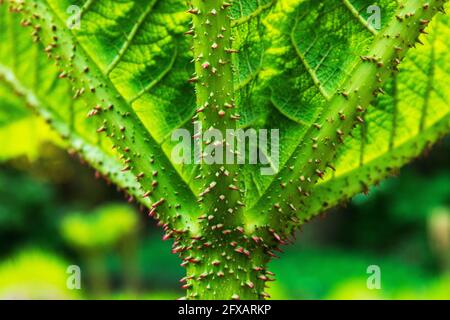 Blattdetail von Gunnera manicata, bekannt als brasilianischer Rieserrhabarber, der in Südamerika von Kolumbien bis Brasilien beheimatet ist. Es ist eine Art blühender Pflanze Stockfoto