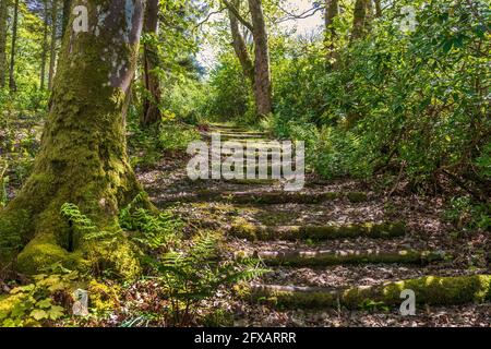 Landweg durch Waldgebiet mit Stufen und Treppen aus gesicherten Baumstämmen, in der Nähe von Ballantrae, Ayrshire, Schottland Stockfoto