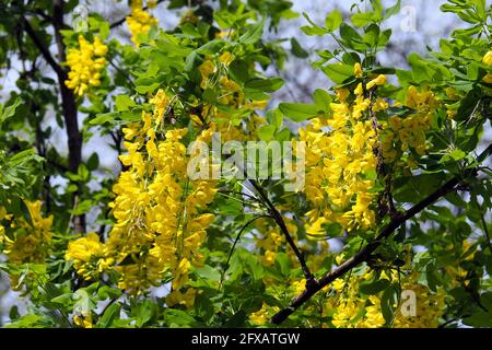 Geläufiges Laburnum, goldene Kette oder goldener Regen, Gemeiner Goldregen, gewöhnlicher Goldregen, Laburnum anagyroides, közönséges aranyeső Stockfoto