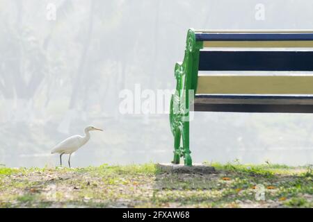 Indische Teichreiher oder Paddybird (Ardeola greyii) , ein kleiner Reiher, der an einem See und einem Stuhl mit Nebel im Hintergrund vorbeiläuft. Stockbild in Kalkutta, Stockfoto