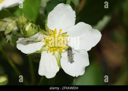 Kleinkäfer Oedemera lurida oder Oedemera virescens, Familie Oedemeridae (falsche Blisterkäfer, pollenfressende Käfer). Auf der Blume der Erdbeere, Stockfoto
