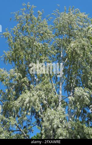 Silberpappel, weiße Pappel, Silber-Pappel, weiß-Pappel, Peuplier blank, Populus alba, fehér nyár, Budapest, Ungarn, Magyarország, Europa Stockfoto