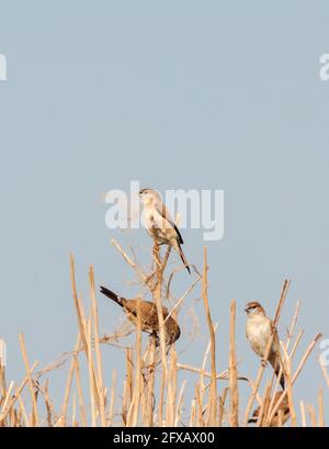 Paddyfield Pipit - Anthus novacseelandiae, sitzend auf dem Paddyfield Stockfoto