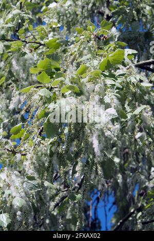 Silberpappel, weiße Pappel, Silber-Pappel, weiß-Pappel, Peuplier blank, Populus alba, fehér nyár, Budapest, Ungarn, Magyarország, Europa Stockfoto