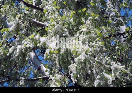 Silberpappel, weiße Pappel, Silber-Pappel, weiß-Pappel, Peuplier blank, Populus alba, fehér nyár, Budapest, Ungarn, Magyarország, Europa Stockfoto