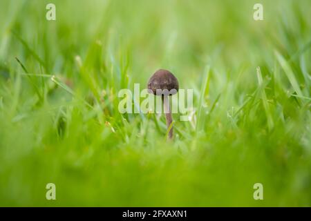 Ein sehr kleiner Gartenpilz, eingebettet in eine Gartenrasen. Stockfoto