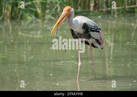Indischer, gemalter Storch (Ibis leucocephalus) , brütet mit Gras, Kalkutta , Westbengalen, Indien Stockfoto