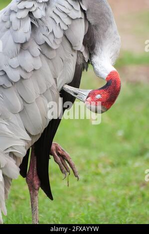 Der gemalte Storch (Mycteria leucocephala), der in den Feuchtgebieten des indischen Subkontinents gefunden wurde und sich mit einem grünen, unscharfen Hintergrund säuberte. Wunderschönes Sto Stockfoto