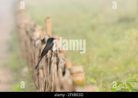 Zwergkormoran (Microcarbo melanoleucos), Vogel auf Zaun sitzend - Bild mit Copyspace Stockfoto