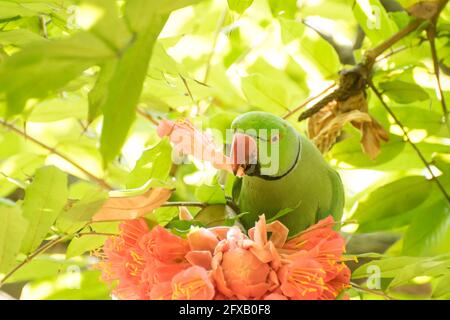 Rosenberingsittich (Psittacula krameri), der als Ringsittich-Sittich bekannt ist, mit einer unverwechselbaren grünen Farbe, die Blütenblätter frisst. Shibpur Botan Stockfoto