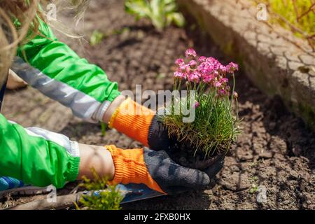 Pflanzen von armeria maritima blühenden Blüten im Frühlingsgarten. Gärtner mit meerrosa blühender Bodendecke Stockfoto