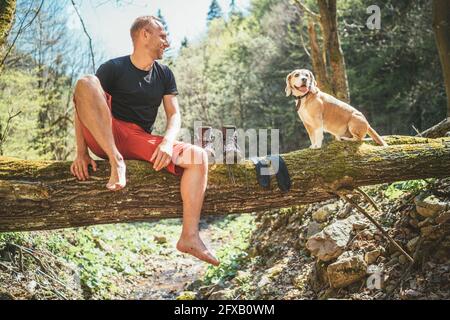 Mann mittleren Alters, der auf dem gefallenen Baumstamm über dem sitzt Bergwaldbach und lächelnd, um Hund zu beagle, während er Warten auf Wäsche trocknen und trekk Stockfoto