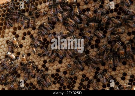 Bienenstock zur Inspektion durch den Imker geöffnet Stockfoto
