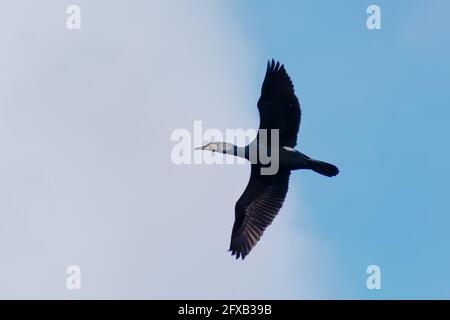 Kormoran im Flug auf einem blauen Himmel mit weichen Wolken - Phalacrocoracidae Stockfoto