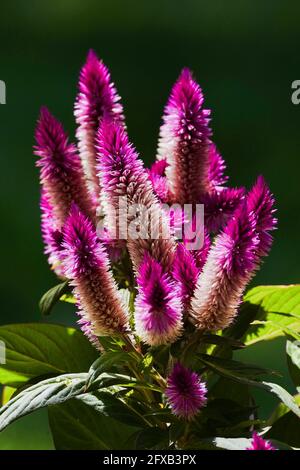 Rosa und weiße Blumen, Celosia Dragon's Breath mit weichem grünem Hintergrund Stockfoto