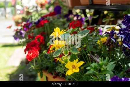 Wunderbare Blumen in einem Blumenladen Stockfoto