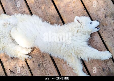 Weißer Samoyed Husky Welpe mit einem flauschigen Mantel Stockfoto