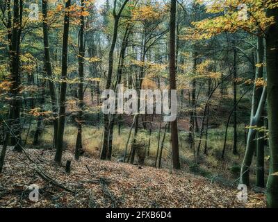 Geheimnisvoller Wald im Herbstgewand Stockfoto