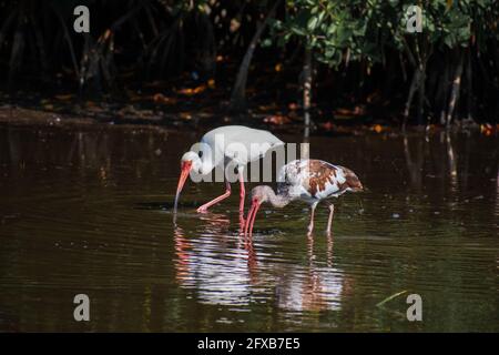 Juvenile und Erwachsene weiße Ibis waten in einem kleinen Teich in einem Naturschutzgebiet in Florida. Stockfoto