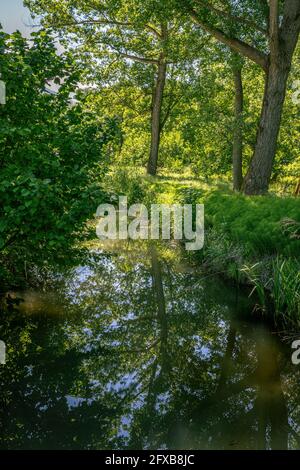 An einem sonnigen Sommertag fließen leise kleine Bäche zwischen hohem Gras und Wasservegetation. Abruzzen, Italien, Europa Stockfoto