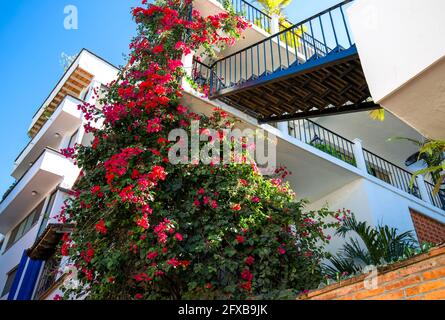 Puerto Vallarta farbenfrohe Straßen im historischen Stadtzentrum in der Nähe der Strandpromenade (Malecon) und des Strandes Playa de los Muertos. Stockfoto