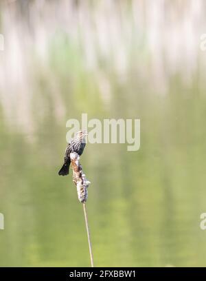 Eine weibliche RotflügelAmsel auf einem Rattanschwein mit grün schimmerndem Grün Wasserhintergrund Stockfoto