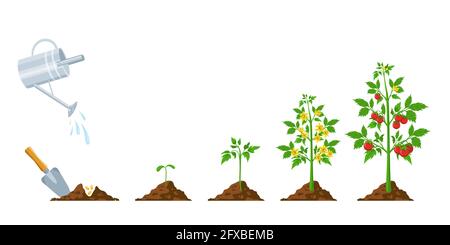 Tomatenwachstum. Stufen der Pflanzensäung, Blüte und Fruchtbildung. Vegetabiler grüner Sprossen wachsen. Landwirtschaft Pflanzung Prozess Vektor Infografik Stock Vektor