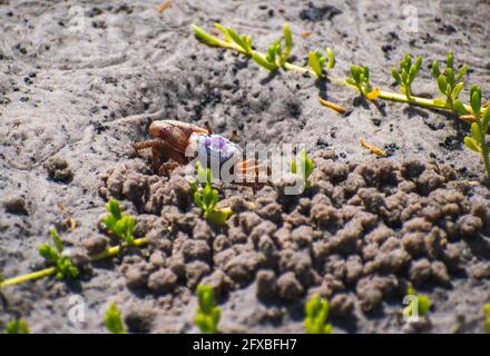 Eine blaue Landkrabbe steht vorsichtig vor ihrem Bau, mit Sandbällen, die sie ausgrub und sich auftürmte. Dieses Foto wurde in Tampa in einer Natur und w aufgenommen Stockfoto