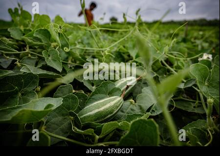 Bauern binden Protokolle an ihren spitz zulaufenden Gourd (Potol oder Patol in Bengali) Gemüsekriechstand, um sie vor Stürmen zu schützen. Der Pollen wird manuell an die spitzen Kürbisblüten angebracht, so dass die Blüte auch ohne Honeybee-ähnliche hilfreiche Insekten Früchte tragen kann. Der tropische Wirbelsturm „YaaS“ wird von starken Regenfällen heimgesucht. Die Landwirtschaftsbehörde wurde gebeten, den Gemüseboden fest gebunden zu halten, damit der Sturm keinen Schaden anrichten kann. Tehatta, Westbengalen, Indien. Stockfoto