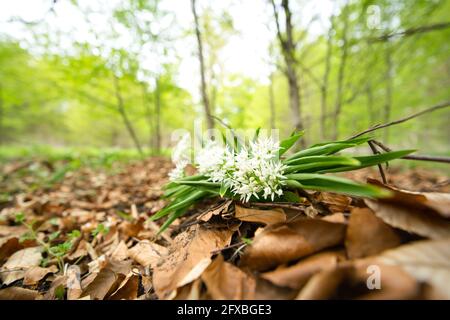 Der Allium ursinum, bekannt als Bärlauch, Ramsons, Buckrams, breitblättriger Knoblauch, Holzknoblauchzehen, Bärlauch oder Bärlauch, ist ein bolliger mehrjähriger Fluss Stockfoto