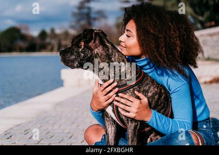 Lockiges Haar Frau schaut weg, während sie mit American Pit Bull Terrier an einem sonnigen Tag sitzt Stockfoto