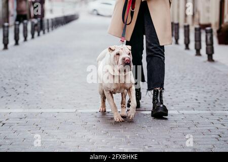 Hund mit Tierleine, der von einer Frau auf einem Betonpfad läuft Stockfoto