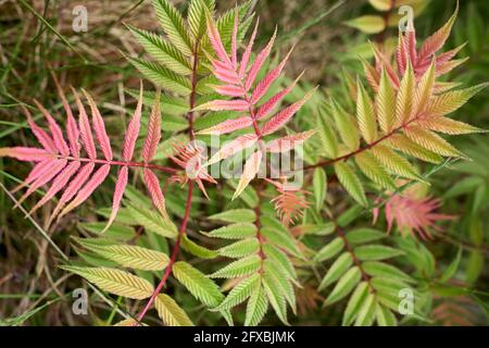 Sorbaria sorbifolia, die falsche Spiraea lässt sich aus nächster Nähe verfärben Stockfoto