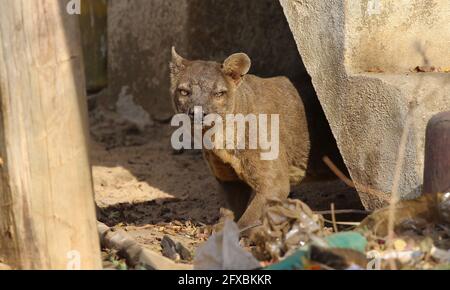 Wilde Fossa im Kirindy Forest, Westmadagassar Stockfoto
