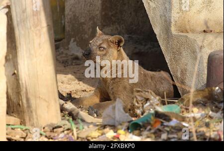 Wilde Fossa im Kirindy Forest, Westmadagassar Stockfoto