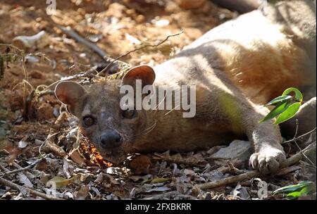 Wilde Fossa im Kirindy Forest, Westmadagassar Stockfoto