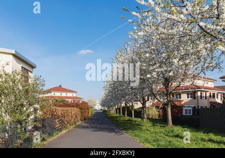 Deutschland, Nordrhein-Westfalen, Köln, Kirschblüten in exklusivem Wohngebiet Stockfoto