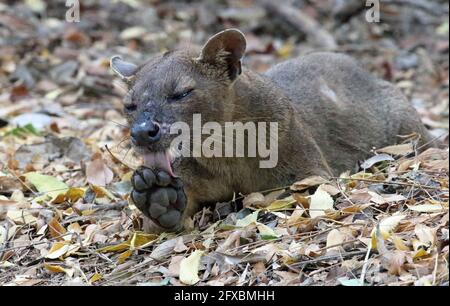 Wilde Fossa im Kirindy Forest, Westmadagassar Stockfoto