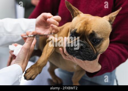 Junge Frau hält Hund, während weibliche Tierärztin Behandlung Französisch Bulldog in der medizinischen Klinik Stockfoto